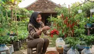 Cara Menanam Cabai di Galon Bekas agar Cepat Tumbuh, 7 Langkah agar Berbuah Lebat