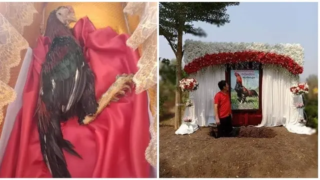 Jadi Kebanggaan saat Diadu, Ayam Jago 'Dragon' Ini Dimakamkan Istimewa