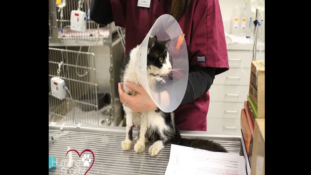 Kucing 'Zombie' bernama Bart. (Facebook.com/humanesocietytampa)