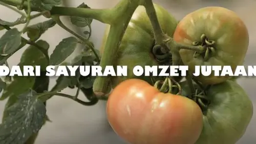 VIDEO BERANI BERUBAH: Dari Sayuran Omset Jutaan