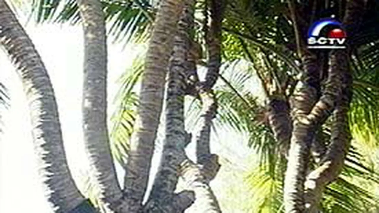 220702bKelapa.jpg