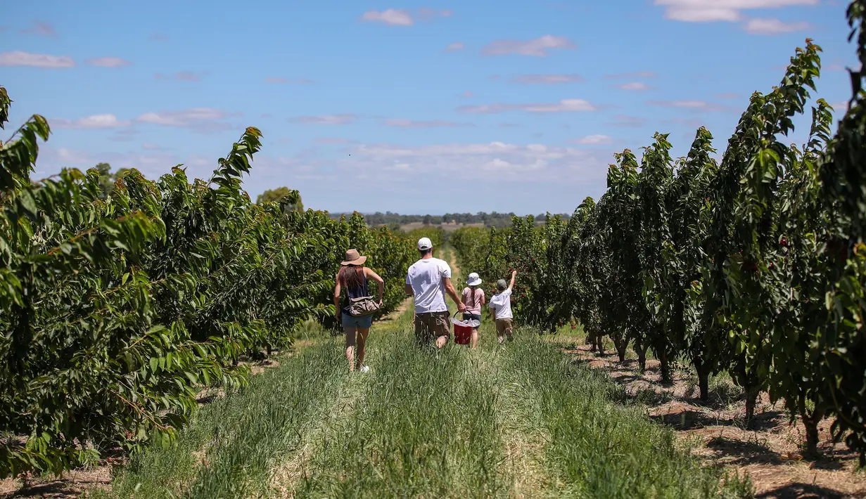 Orang-orang memetik ceri di sebuah kebun buah di Young, Negara Bagian New South Wales, Australia, 12 Desember 2020. Dengan musim panen tahunan jatuh sebelum Natal, buah merah mungil tersebut telah menjadi favorit warga Australia di musim liburan. (Xinhua/Bai Xuefei)