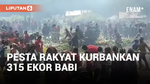 VIDEO: 315 Ekor Babi Dikurbankan Pada Pesta Rakyat di Puncak