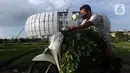 Aktivitas petani usai memanen kangkung di lahan garapan kawasan Papanggo, Jakarta Utara, Rabu (1/12/2021). Para petani di kawasan tersebut menggantungkan hidup dengan menyewa lahan garapan untuk bercocok tanam sayuran seperti kangkung, bayam, ubi, dan daun kemangi. (Liputan6.com/Helmi Fithriansyah)