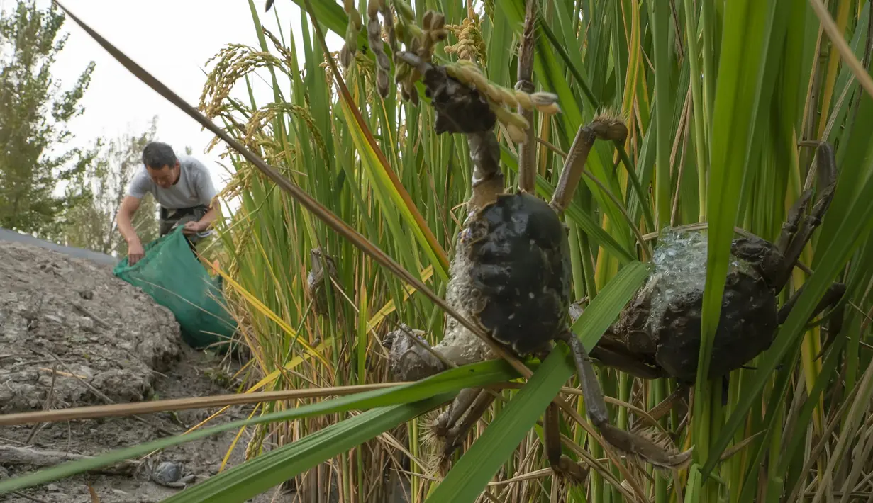Penduduk desa memanen kepiting di area persawahan di Desa Lingtou, Zona Pengembangan Ekonomi Lutai di Kota Tangshan, Provinsi Hebei, China utara (22/9/2020). Teknik ini menciptakan metode baru bagi para petani dalam menanam padi untuk meningkatkan pendapatan. (Xinhua/Mu Yu)