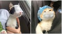 Patuhi protokol kesehatan, kucing ini turut pakai face shield dan masker. (Sumber: Twitter/@ouldHaveCat)