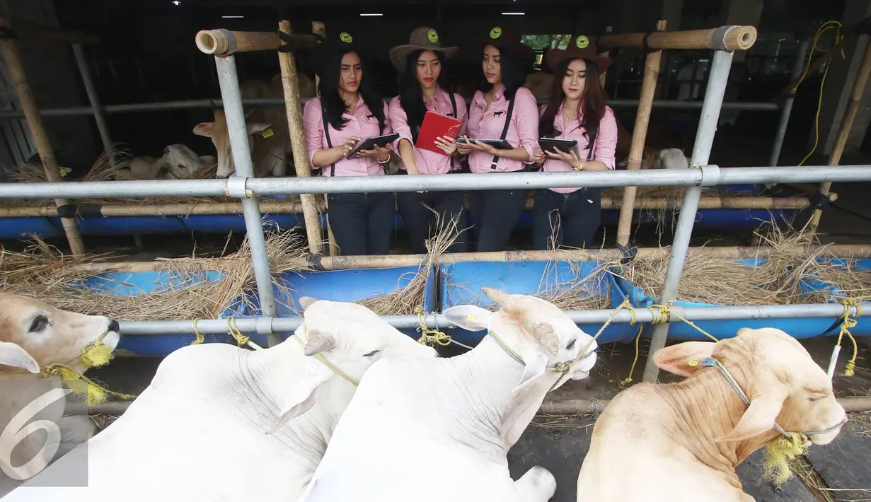 SPG mendata hewan kurban yang dijual di Mal Hewan Qurban H. Doni, Kelapa Dua Depok, Jawa Barat, Senin (29/8). Keberadaan SPG cantik ini menjadi daya tarik tersendiri. (Liputan6.com/Immanuel Antonius)