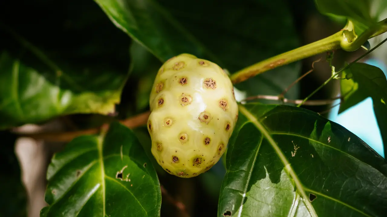 Ilustrasi buah mengkudu