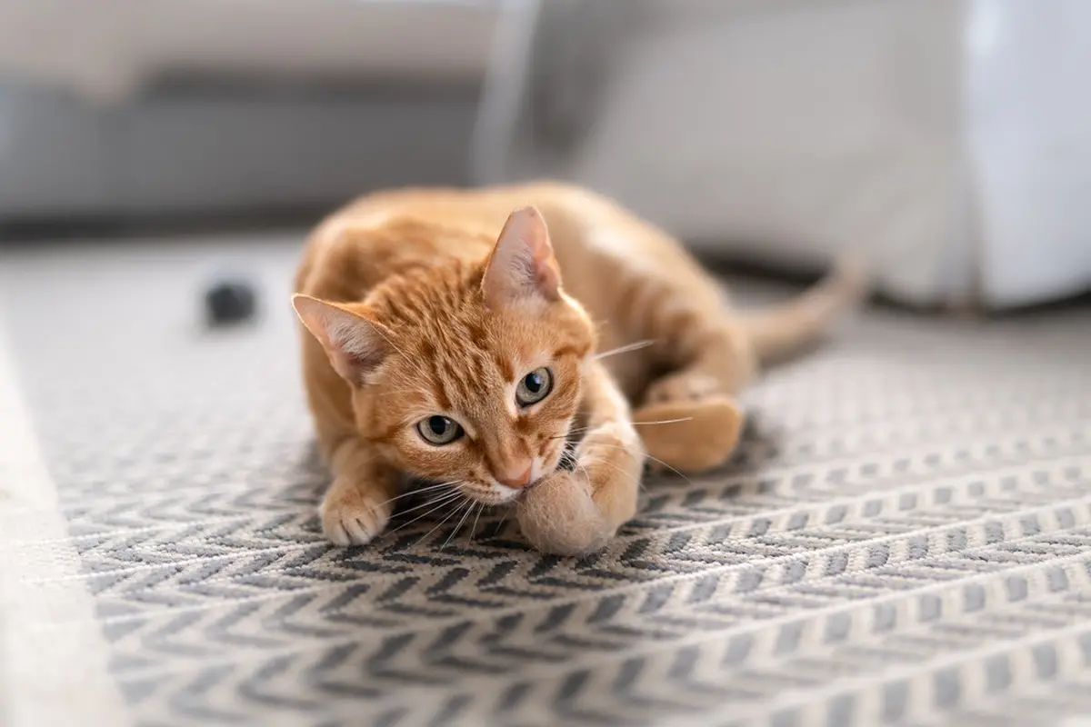 Ilustrasi bulu kucing