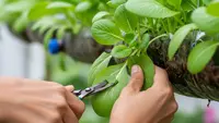 7 Ide Kebun Gantung dari Barang Bekas yang Hasilnya Melimpah, Stok Sayur Setiap Hari