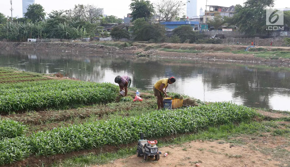 Warga memanen sayur mayur yang ditanam di bantaran Kanal Banjir Barat, Jakarta, Jumat (5/10). Selain dijual ke pasar, sayur mayur tersebut juga untuk konsumsi sehari-hari. (Liputan6.com/Immanuel Antonius)