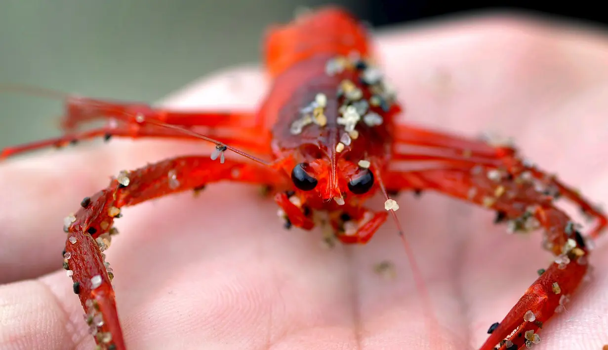 Salah satu dari ribuan kepiting tuna merah yang terdampar di sepanjang pantai Dana Point, California, Rabu (17/6/2015). Kepiting-kepiting tersebut pada bulan Januari lalu pertama muncul di Newport Beach. (REUTERS/Sandy Huffaker)