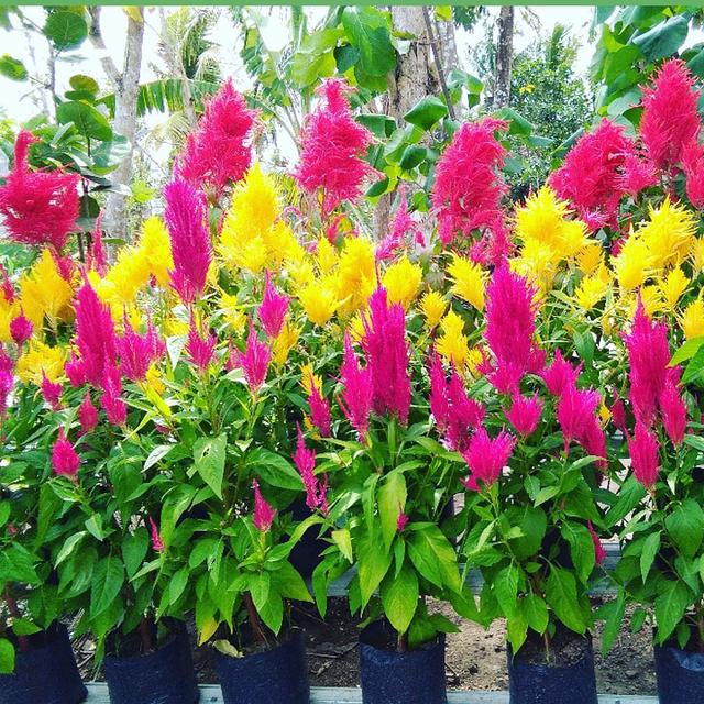 Daftar Harga Bibit Bunga  Celosia Bulan April 2022  Terbaru 