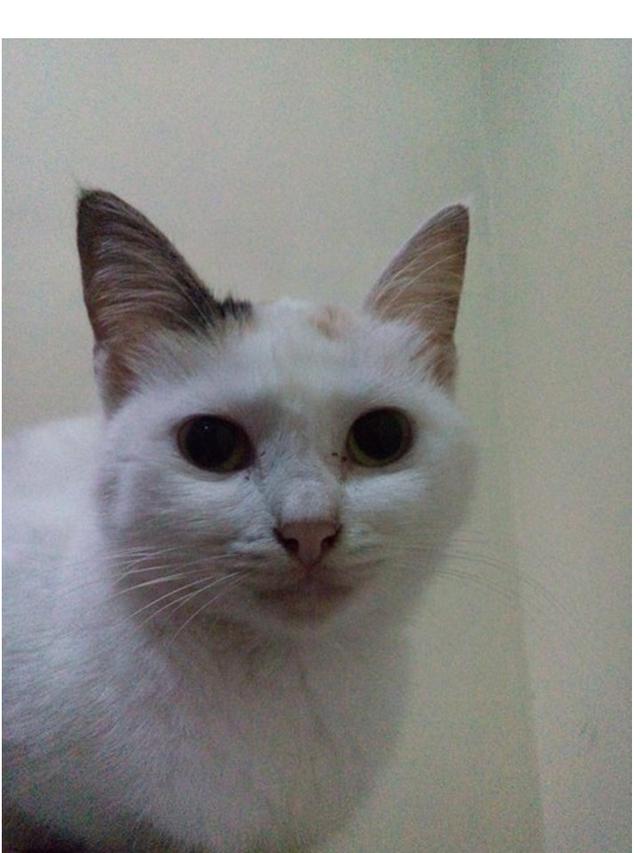 10 Potret Kucing Setelah Disengat Lebah Ini Bikin Kasihan