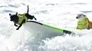 Seekor anjing melompat dari papan seluncurnya saat kompetisi tahunan City Surf Dog di Huntington Beach, California, Sabtu (29/9). Selain solo surfing, terdapat juga tandem surfing baik dengan anjing lainnya maupun dengan pemiliknya (AFP/Frederic J. BROWN)