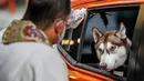 Anjing dalam mobil menerima pemberkatan dari pendeta saat pemberkatan drive-thru hewan peliharaan di Manila, Filipina, 4 Oktober 2020. Pemberkatan drive-thru hewan peliharaan ini diadakan di tengah pandemi COVID-19 untuk merayakan Hari Hewan Sedunia setiap tanggal 4 Oktober. (Xinhua/Rouelle Umali)