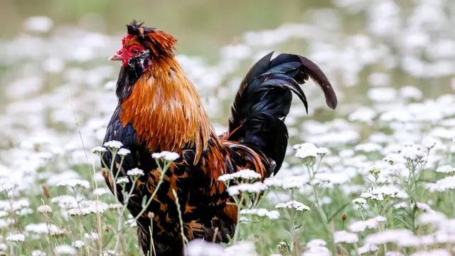Jenis Ayam Hias