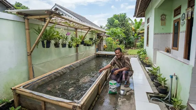 Cara membuat kolam lele hemat tempat dengan memanfaatkan kandang bekas yang bisa bantu ketahanan pangan keluarga di masa krisis model membuat kolam memanjang di sisi rumah