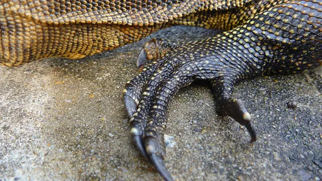 Reptil