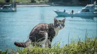 Ilustrasi kucing di pulau (Sumber: photo-ac.com)