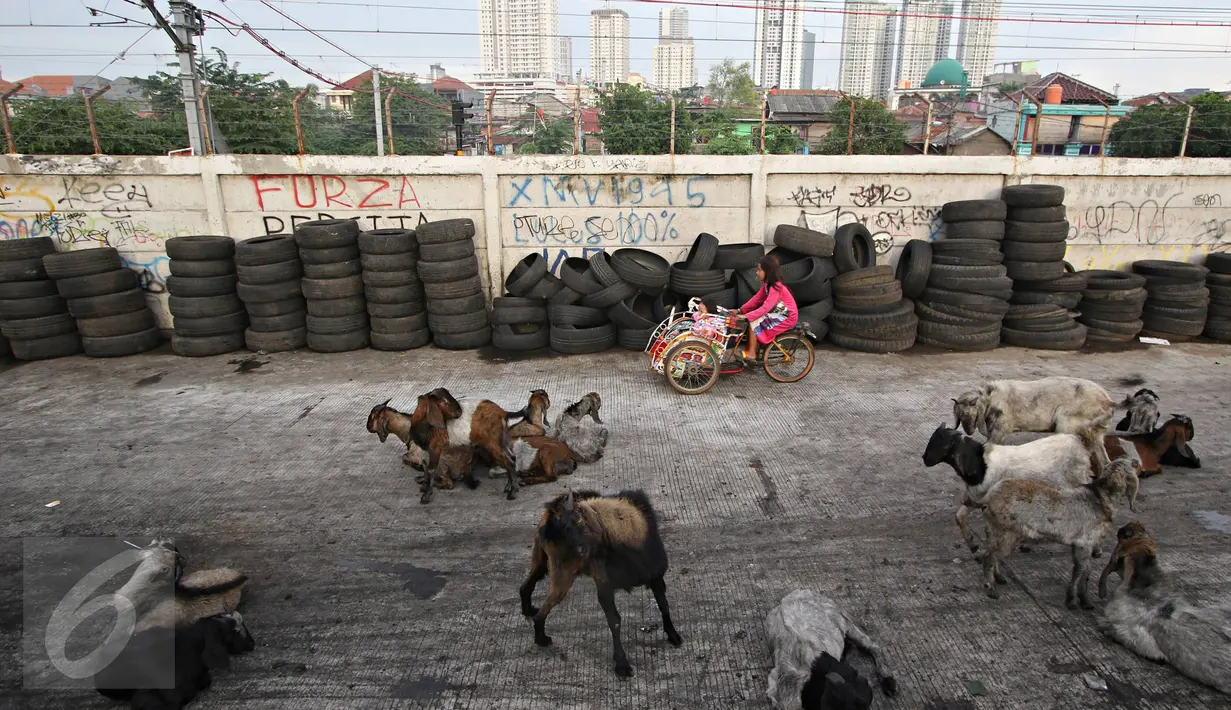 Puluhan kambing berkeliaran di jalur inspeksi Kanal Banjir Barat, Jakarta, Rabu (17/2). Kurangnya ruang terbuka hijau membuat peternak terpaksa mengembalakan hewan ternaknya di tempat yang tidak semestinya. (Liputan6.com/Immanuel Antonius)
