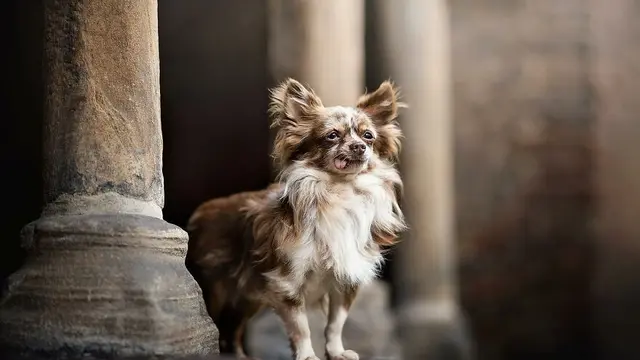 Pemotretan Anjing