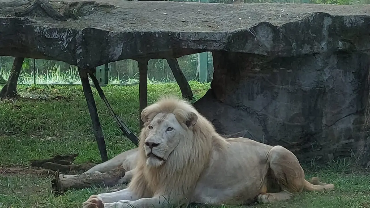 Singa Thori