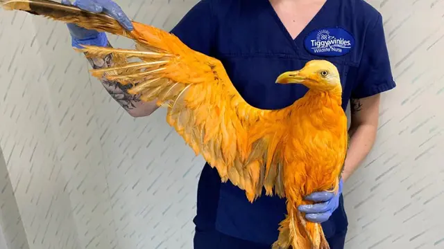 Ngakak, Dikira Selamatkan Burung Langka Berwarna Oranye Ternyata...
