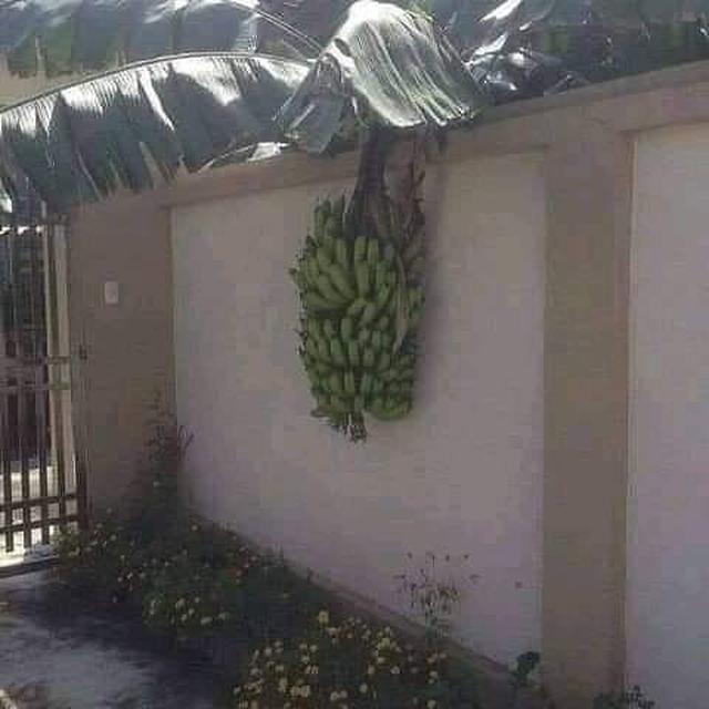 6 Momen Tak Terduga Ketiban Rezeki Buah Tetangga, Mujur Banget