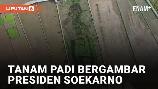 Aksi kreatif dilakukan oleh sekelompok petani di Desa Bergas Lor Kabupaten Semarang yang melukis Bung Karno berdiri tegak di tengah sawah