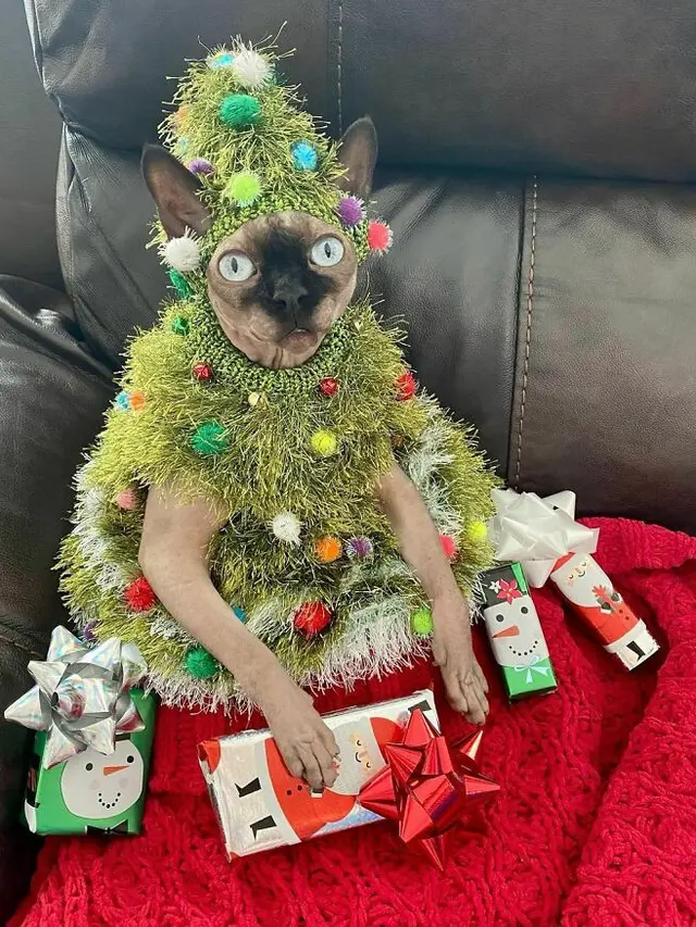 10 Potret Hewan Peliharaan saat Ikut Rayakan Natal Ini Bikin Geleng Kepala