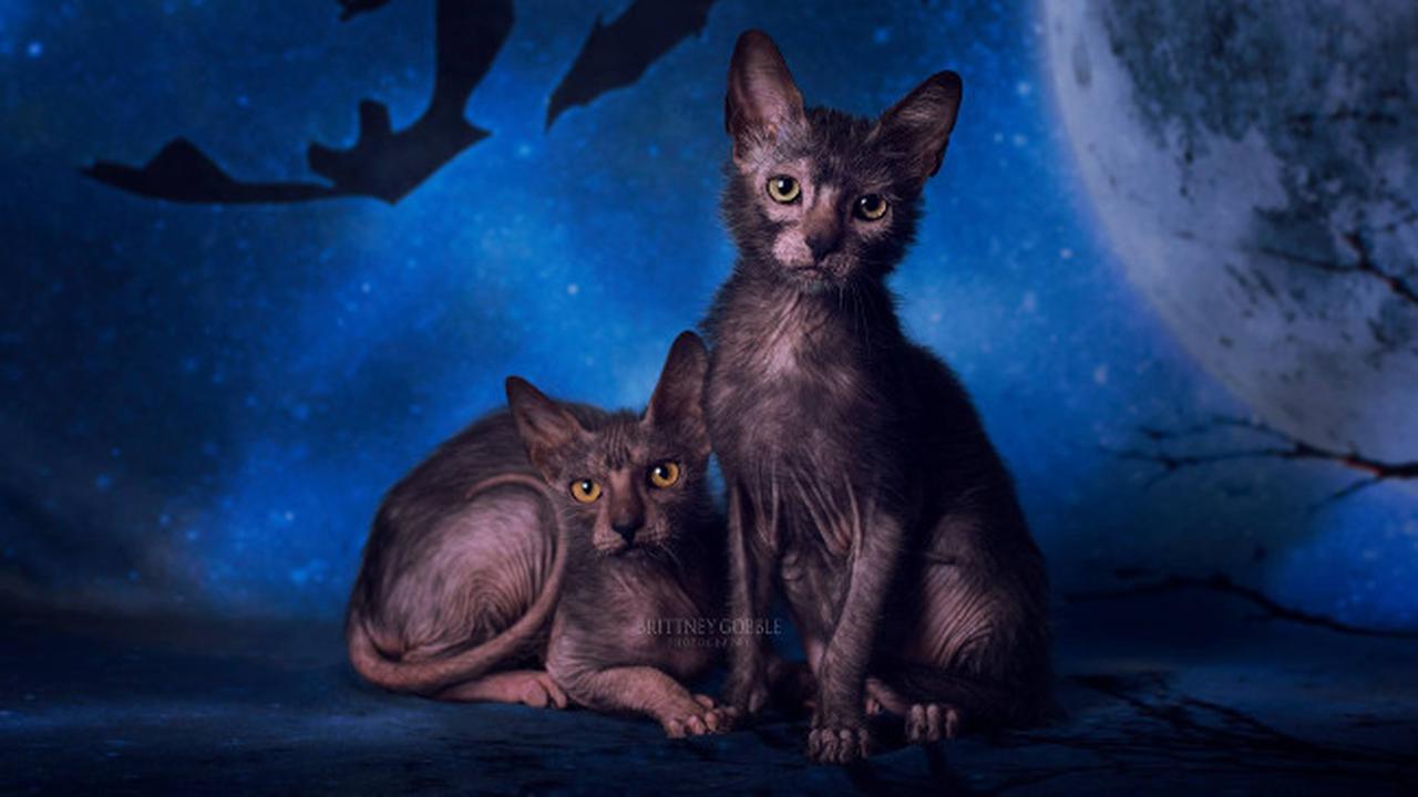 Mengenal Kucing 'Manusia Serigala'