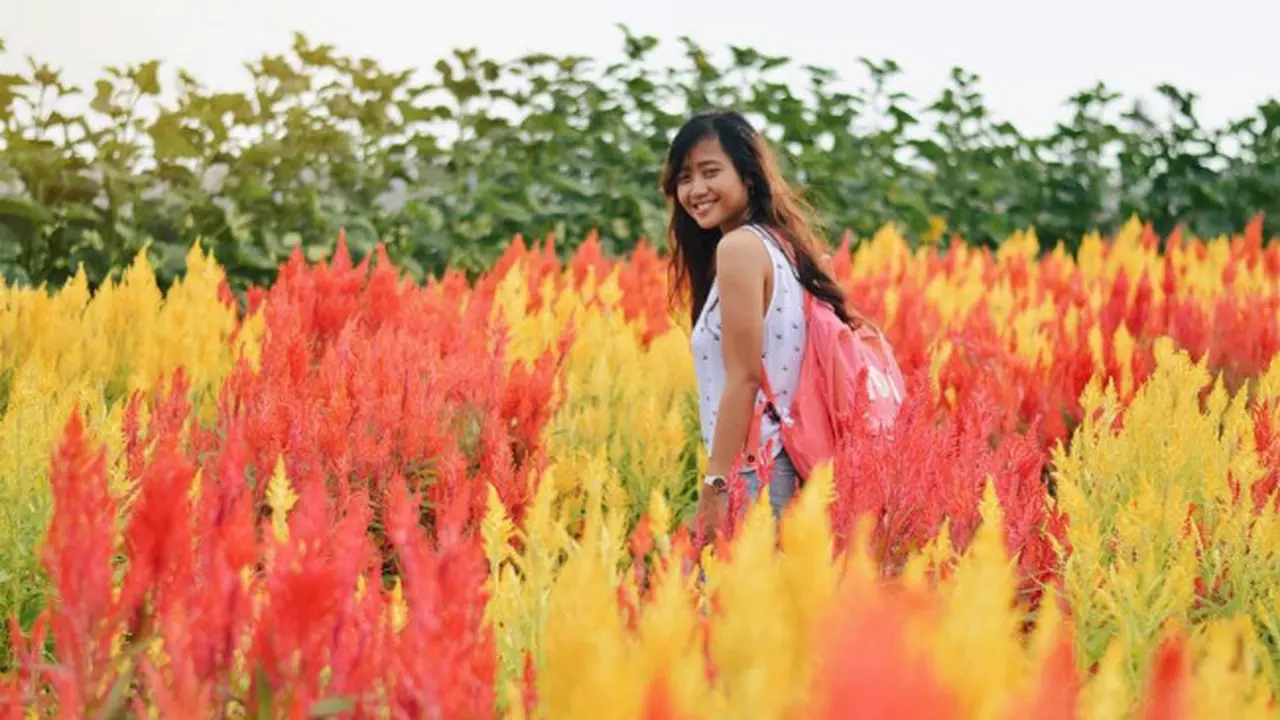 Belakangan wisata kebun bunga menjadi sebuah tren tersendiri di kalangan para wisatawan, terutama anak muda.