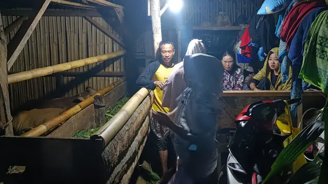 Warga Korban Gempa Cianjur Memilih Mengungsi di Kandang Sapi