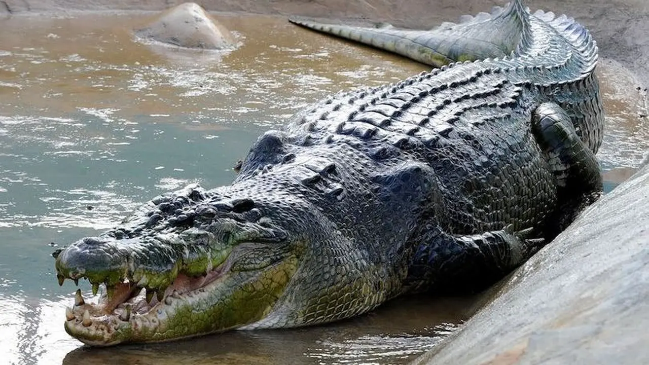 Balas Dendam, Pria Tua Bunuh Buaya 6 Meter Pemangsa Istrinya