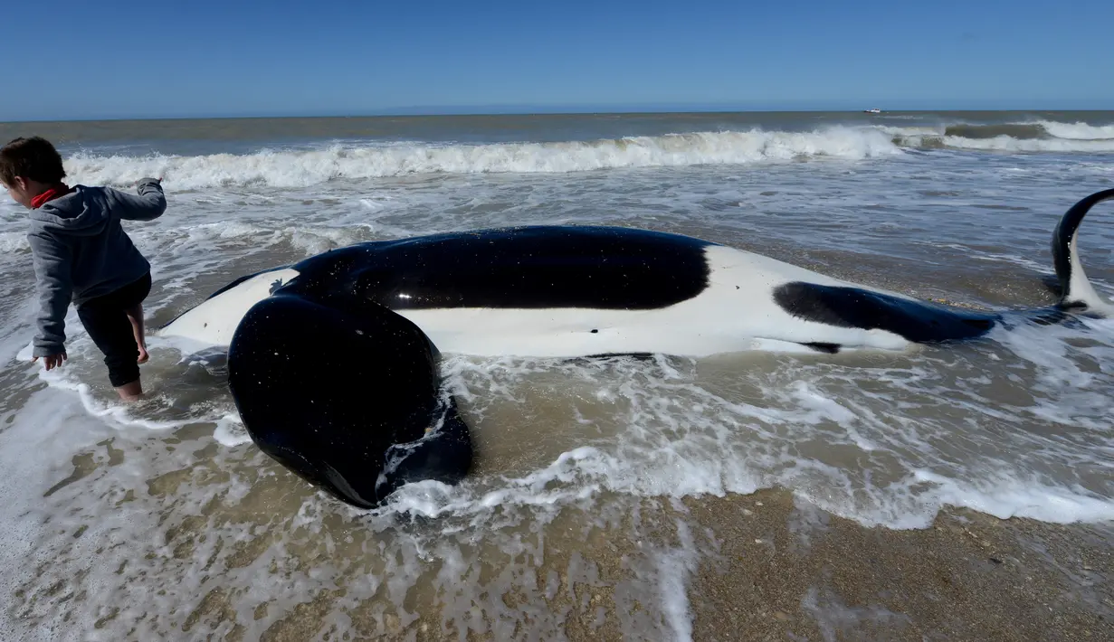 Seorang anak berdiri dekat paus pembunuh yang mati setelah ditemukan terdampar di pantai Mar Chiquita, Argentina, Senin (16/9/2019). Sementara enam paus lainnya berhasil dievakuasi ke laut dalam oleh regu penyelamatan dan sukarelawan. (AP/Marina Devo)