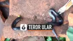 Thumbnail Vertikal Ular