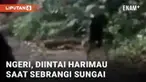 Detik-detik menegangkan terekam kamera rombongan pemuda. Awalnya rombongan meminta salah seorang temannya tidak berlari saat menyebrangi sungai, lantaran hewan buas mengintai mereka.
