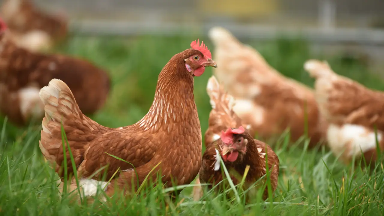 Keberadaan Ayam Pejantan