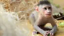 Empedu monyet merupakan pengobatan yang telah lama digunakan masyarakat Cina. Bukan hanya untuk penyakit mata, obat ini digunakan juga sebagai ramuan anti sakit perut. Sedangkan darah dari monyet digunakan untuk obat kuat. (AFP PHOTO / CHRISTOF STACHE)