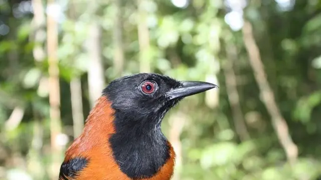 Hooded Pitohui, Dikonfirmasi sebagai Burung Beracun Pertama di Dunia