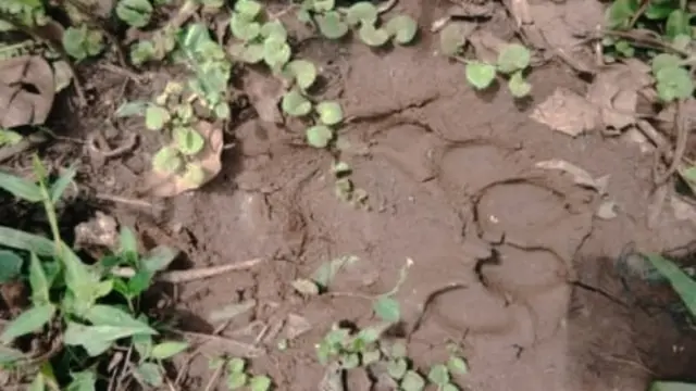 Jejak harimau sumatra yang ditemukan petani menuju ke perkebunan sawit di Kabupaten Kampar.