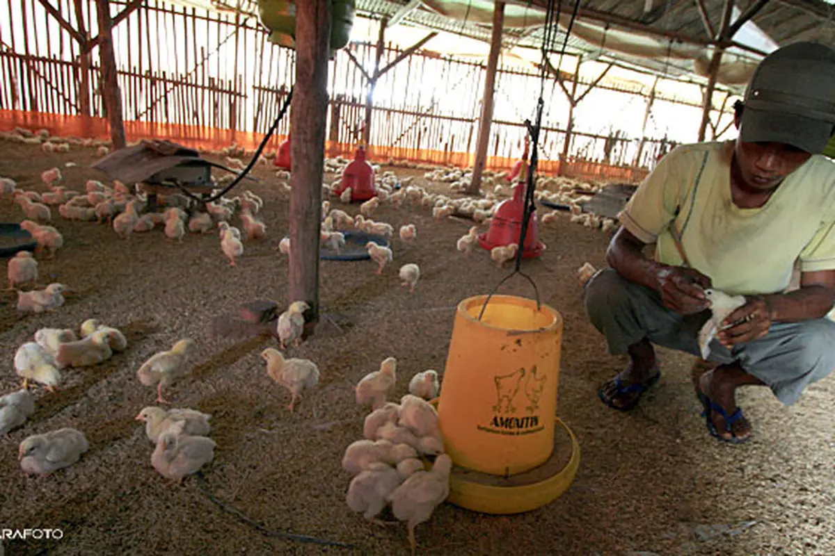 anak-ayam130710b.jpg