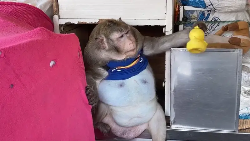 Seekor primata mengalami obesitas usai diberi makan junkfood dan terpaksa jalani rehabilitasi.