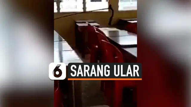 VIDEO: Detik-Detik Sarang Ular Kobra ditemukan di Ruang Kelas Kosong