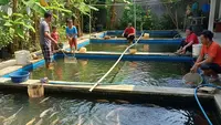 9 Strategi Ternak Ikan Cepat Balik Modal dalam 1 Bulan, Raih Untung Maksimal