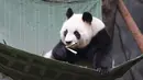 Seekor panda raksasa terlihat di Pusat Penelitian dan Penangkaran Panda Raksasa Chengdu dalam sebuah acara peringatan Hari Panda Internasional di Chengdu, Provinsi Sichuan, China barat daya, pada 27 Oktober 2020. (Xinhua/Xu Bingjie)