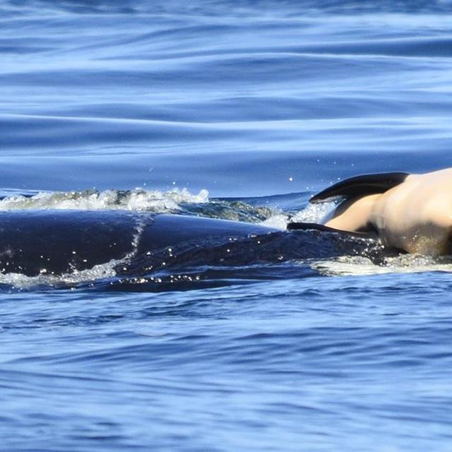 17 Hari Berduka Paus Pembunuh Ini Akhirnya Lepas Bangkai Bayinya Di Laut Global Liputan6 Com