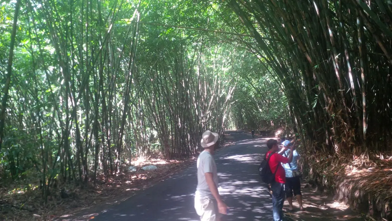Aturan Unik Jaga Hutan Bambu Warisan Abad ke-13 di Penglipuran