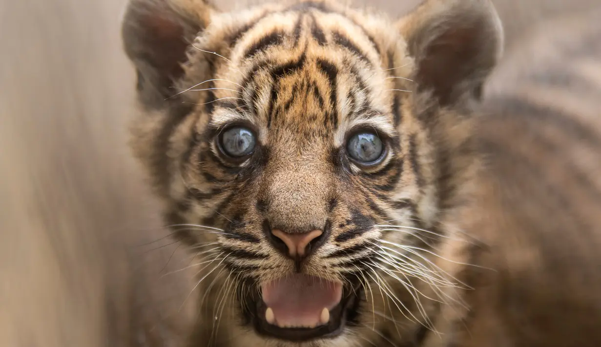 Dalam foto selebaran tanpa tanggal memperlihatkan seekor anak Harimu Sumatera di Kebun Binatang Wroclaw, Polandia. Kelahiran anak Harimau Sumatera berjenis kelamin betina pada 23 Mei  ini merupakan yang pertama dalam 20 tahun. (Wroclaw Zoo via AP)